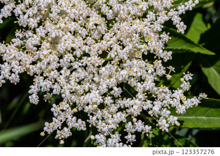 Flower buds and flowers of the Black Elder in spring, Sambucus nigra Flower buds and flowers of the Black Elder in spring, Sambucus nigra 123357276