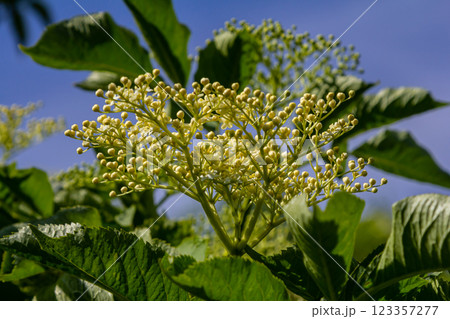Flower buds and flowers of the Black Elder in spring, Sambucus nigra 123357277