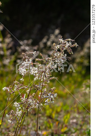 Silene nutans, Nottingham Catchfly, Caryophyllaceae. Wild plant shot in summer Silene nutans, Nottingham Catchfly, Caryophyllaceae. Wild plant shot in summer 123357279