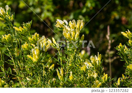 In the spring Chamaecytisus ruthenicus blooms in the wild 123357282