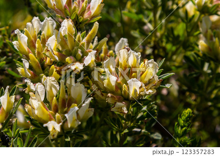In the spring Chamaecytisus ruthenicus blooms in the wild 123357283