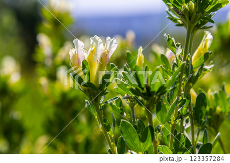 In the spring Chamaecytisus ruthenicus blooms in the wild 123357284