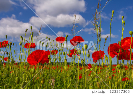 Papaver rhoeas or common poppy, red poppy is an annual herbaceous flowering plant in the poppy family, Papaveraceae, with red petals 123357306