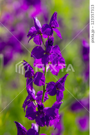 Consolida orientalis. Eastern Larkspur. Bright purple flowers on a green meadow Consolida orientalis. Eastern Larkspur. Bright purple flowers on a green meadow 123357313