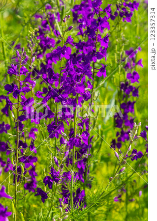 Consolida orientalis. Eastern Larkspur. Bright purple flowers on a green meadow Consolida orientalis. Eastern Larkspur. Bright purple flowers on a green meadow 123357314