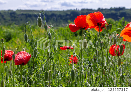 Papaver rhoeas or common poppy, red poppy is an annual herbaceous flowering plant in the poppy family, Papaveraceae, with red petals Papaver rhoeas or common poppy, red poppy is an annual herbaceous flowering plant in the poppy family, Papaveraceae, with red petals 123357317