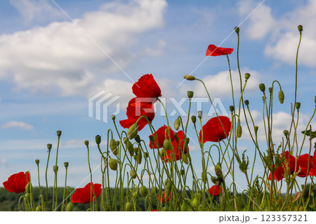 Papaver rhoeas or common poppy, red poppy is an annual herbaceous flowering plant in the poppy family, Papaveraceae, with red petals Papaver rhoeas or common poppy, red poppy is an annual herbaceous flowering plant in the poppy family, Papaveraceae, with red petals 123357321