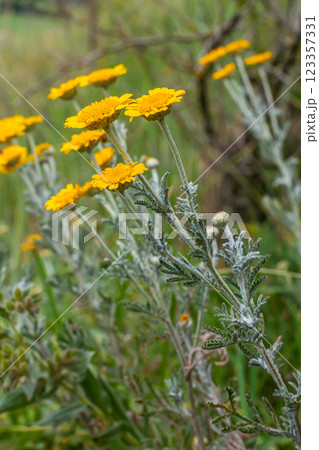 Feathery foliage and yellow flowers of Cota tinctoria Kelwayi in June 123357331