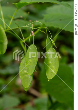 Lunaria plant with Unripe green seedpod and green leaves in garden. Lunaria annua, called honesty or annual honesty 123357344
