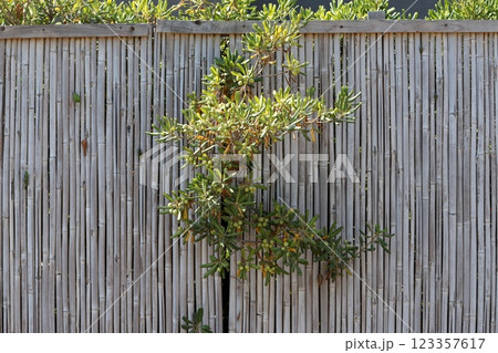 green plants and flowers grow along the high fence 123357617