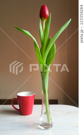 beautiful red tulip in a glass vase on the table 123358264