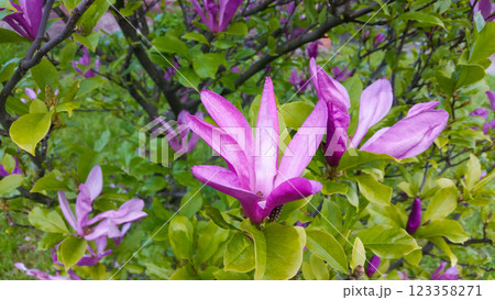 close up of beautiful pink magnolia flowers in the garden 123358271