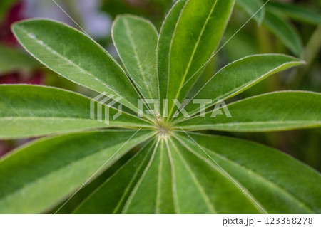 close-up texture of lupine leaf Lupinus polyphyllus close-up texture of lupine leaf Lupinus polyphyllus 123358278
