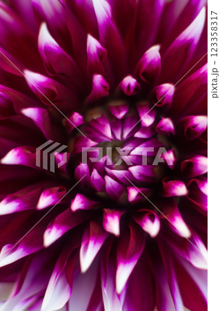 close up of a beautiful Dahlias flower in the garden 123358317