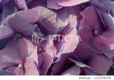 close-up of beautiful blue and pink flowers of Large-leaved hydrangea 123358356