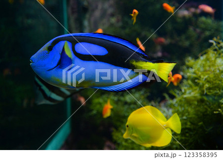 Blue Tang fish swims in a large aquarium with other fish 123358395