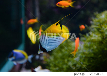 Tropical angel fish swims in an aquarium between reefs Tropical angel fish swims in an aquarium between reefs 123358396