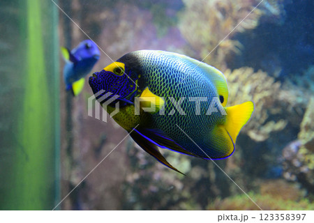 Marine fish Yellow-fronted angel swims in an aquarium between reefs Marine fish Yellow-fronted angel swims in an aquarium between reefs 123358397