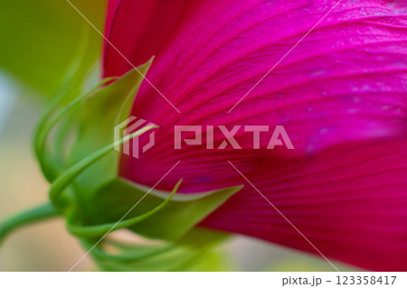 close-up of beautiful pink hibiscus flower from back side 123358417