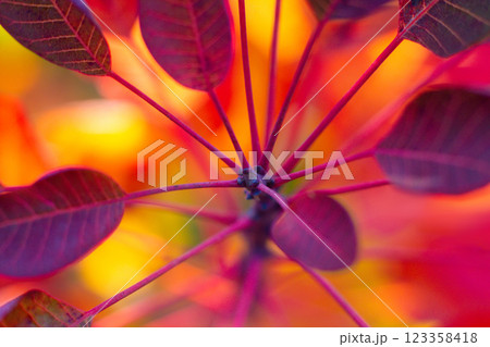 close up of red leaves of scumpia tree 123358418