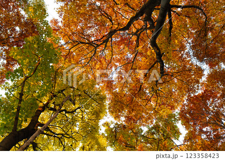 bottom view of beautiful autumn trees with yellowed leaves 123358423