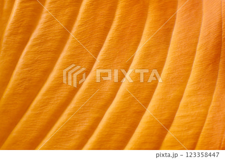 close-up texture and fibers, veins on a leaf 123358447
