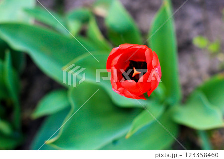 beautiful colorful tulip flowers are growing in the garden 123358460