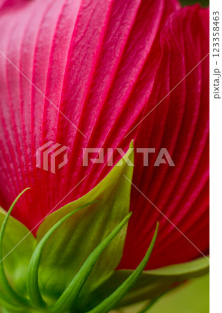 close-up of beautiful pink hibiscus flower from back side close-up of beautiful pink hibiscus flower from back side 123358463