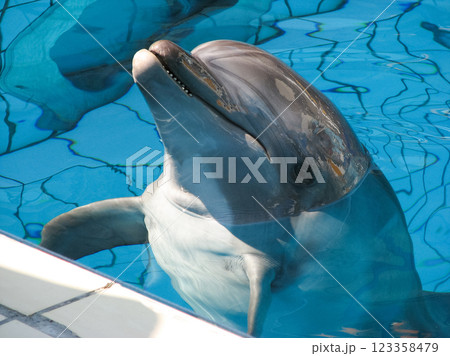 Graceful dolphins frolicking in captivity, a fascinating exhibition in the pool Graceful dolphins frolicking in captivity, a fascinating exhibition in the pool 123358479