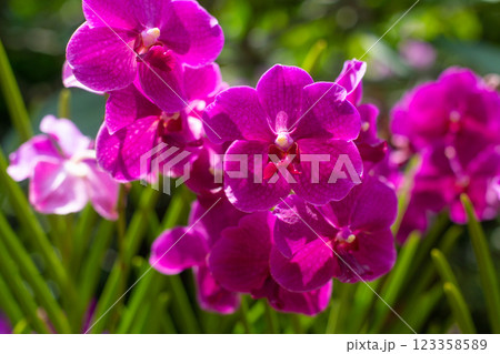close up of beautiful Vanda flowers in the garden 123358589