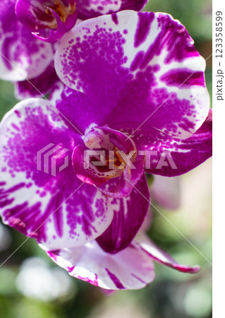 close up of beautiful Doritaenopsis flowers in the garden 123358599