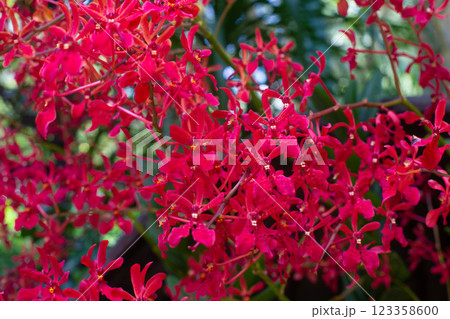 close up of beautiful Renanthera flowers in the garden close up of beautiful Renanthera flowers in the garden 123358600