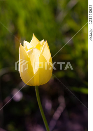 beautiful colorful tulip flowers are growing in the garden 123358622