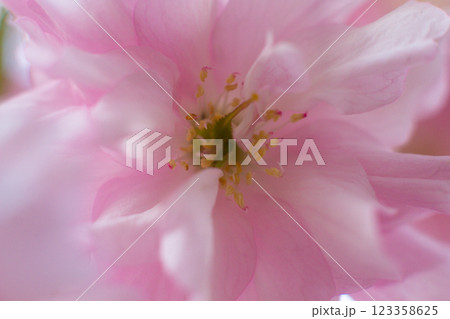close-up of a beautiful flowerSakura Kanzan in the garden 123358625