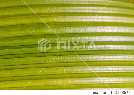 close-up texture and fibers, veins on a leaf close-up texture and fibers, veins on a leaf 123358626