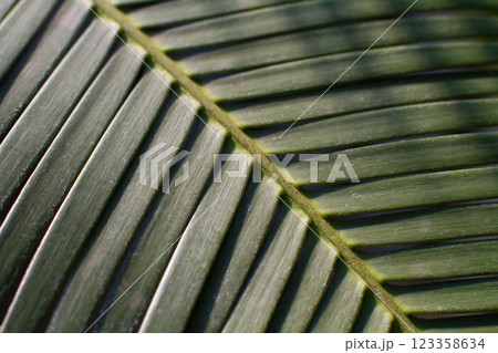 close up straight lines texture of green palm leaves close up straight lines texture of green palm leaves 123358634