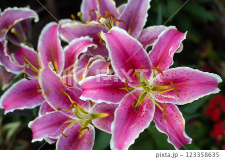 close-up of a beautiful pink lily flower in the garden 123358635
