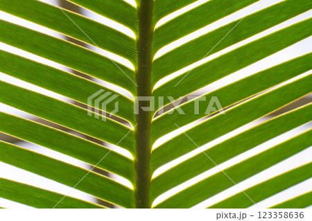 close up straight lines texture of green palm leaves 123358636
