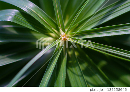 close-up of a leaf of the Cyperus alternifolius plant in the garden close-up of a leaf of the Cyperus alternifolius plant in the garden 123358646