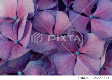 close-up of beautiful blue and pink flowers of Large-leaved hydrangea 123358654