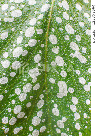 close-up texture of a leaf of a begonia plant close-up texture of a leaf of a begonia plant 123358664