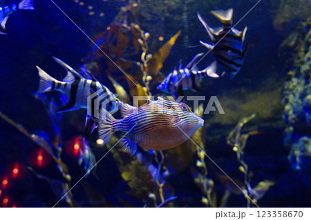 marine Ornate Cow fish swims in an aquarium between reefs marine Ornate Cow fish swims in an aquarium between reefs 123358670
