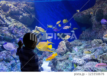a small boy near a large aquarium looks at sea fish 123358676