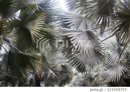 beautiful exotic tree Palm Bismarck in the garden of Thailand 123358737