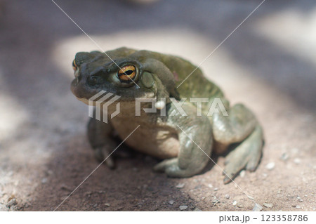 close-up of an adult green frog Colorado toad 123358786