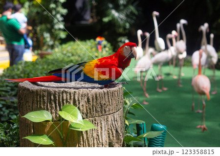 a large red macaw parrot sits on a tree a large red macaw parrot sits on a tree 123358815