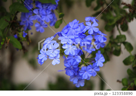close-up of a beautiful flowerPlumbago auriculata in the garden close-up of a beautiful flowerPlumbago auriculata in the garden 123358890