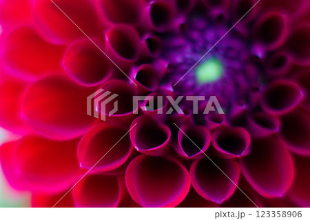 close up of a beautiful Dahlias flower in the garden close up of a beautiful Dahlias flower in the garden 123358906