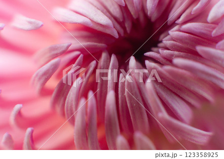 close up of a beautiful pink chrysanthemum flower in the garden 123358925