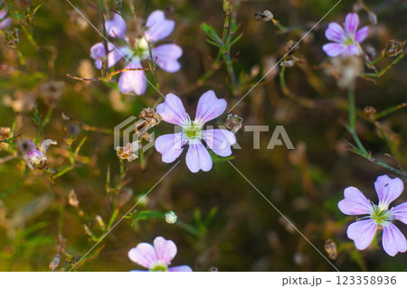 close-up of a beautiful VACCARIA HISPANICA flower in a field close-up of a beautiful VACCARIA HISPANICA flower in a field 123358936